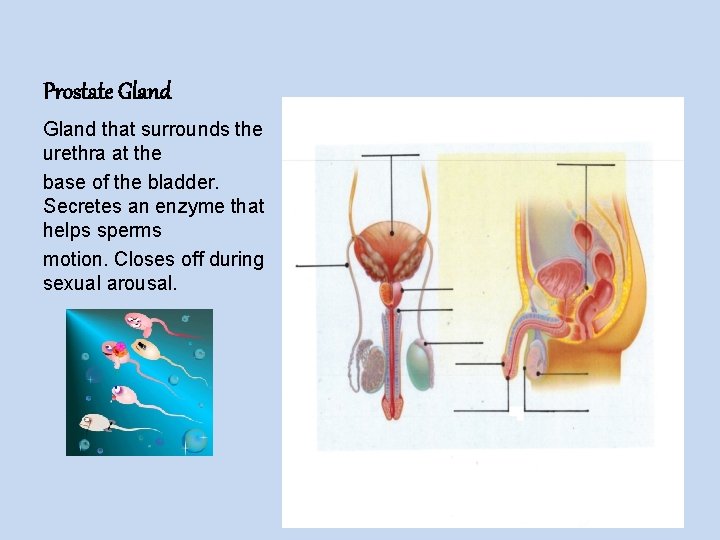 Prostate Gland that surrounds the urethra at the base of the bladder. Secretes an
