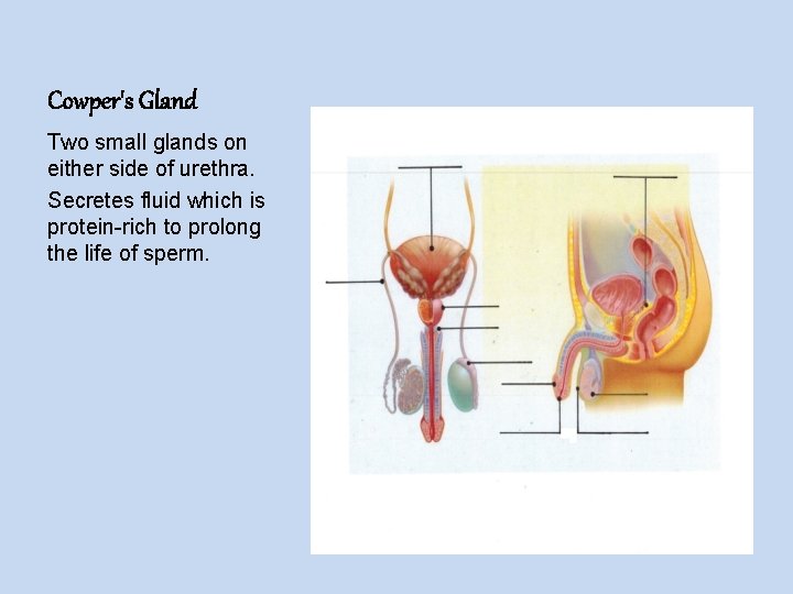 Cowper's Gland Two small glands on either side of urethra. Secretes fluid which is