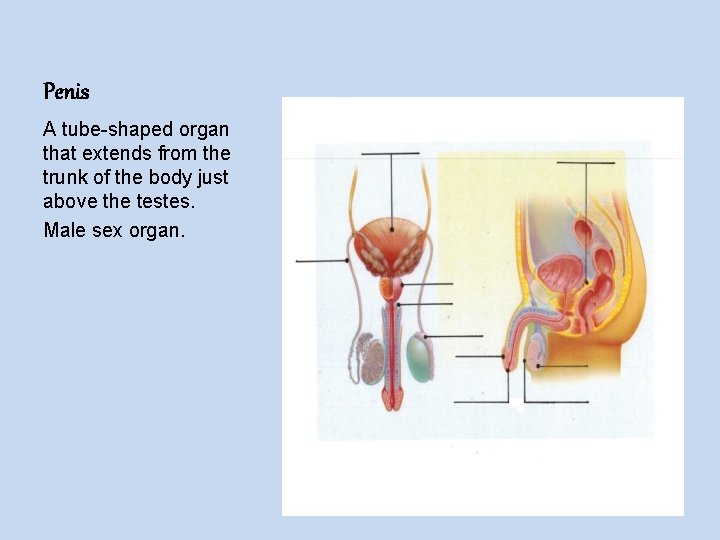 Penis A tube-shaped organ that extends from the trunk of the body just above