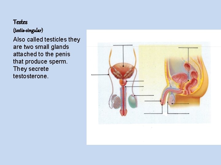 Testes (testis-singular) Also called testicles they are two small glands attached to the penis