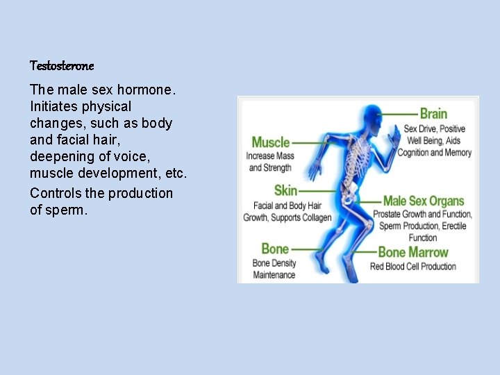 Testosterone The male sex hormone. Initiates physical changes, such as body and facial hair,