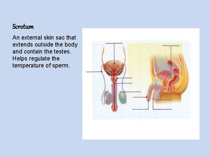 Scrotum An external skin sac that extends outside the body and contain the testes.