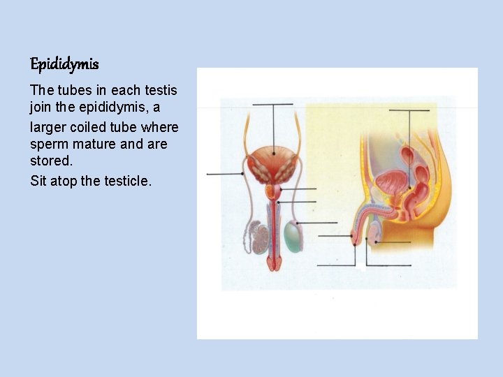 Epididymis The tubes in each testis join the epididymis, a larger coiled tube where