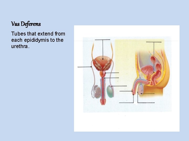 Vas Deferens Tubes that extend from each epididymis to the urethra. 