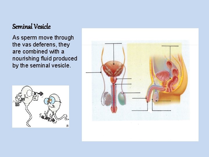 Seminal Vesicle As sperm move through the vas deferens, they are combined with a