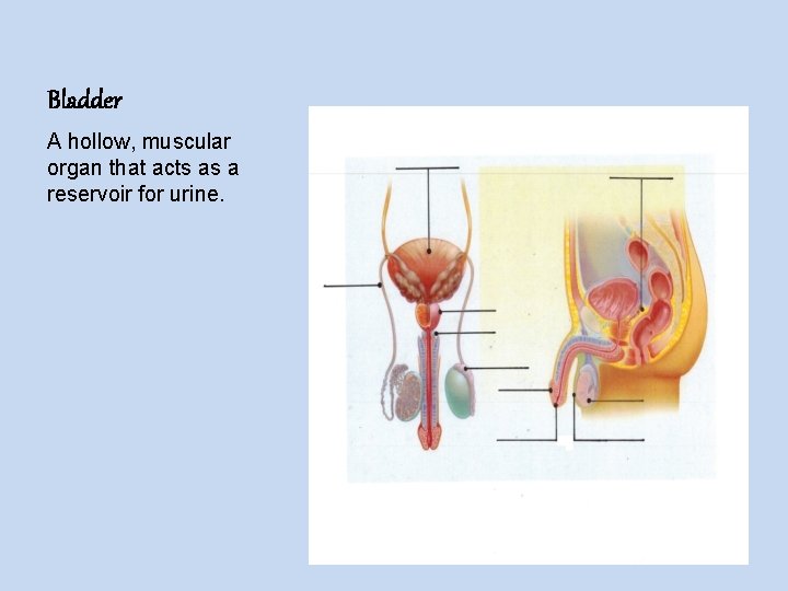 Bladder A hollow, muscular organ that acts as a reservoir for urine. 