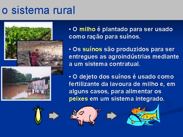 o sistema rural • O milho é plantado para ser usado como ração para