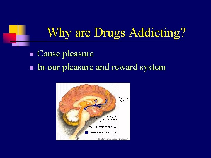 Why are Drugs Addicting? n n Cause pleasure In our pleasure and reward system