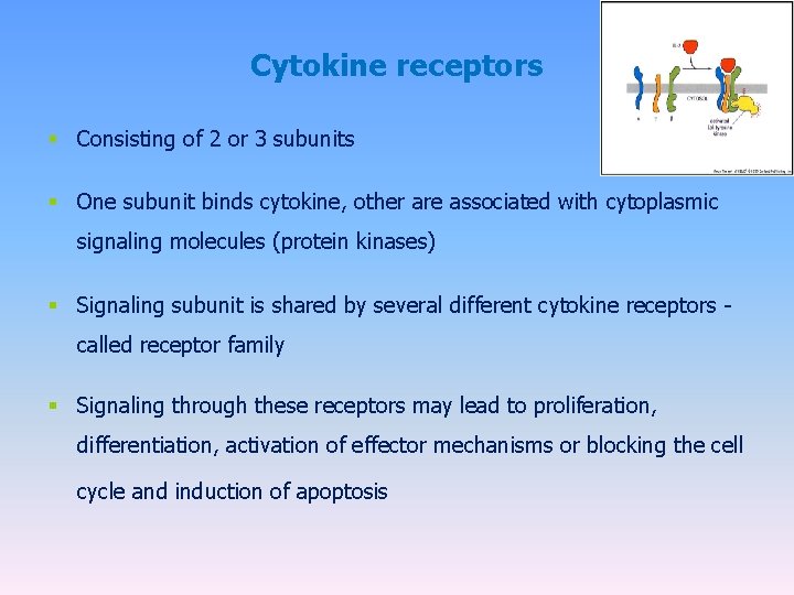 Cytokine receptors § Consisting of 2 or 3 subunits § One subunit binds cytokine,