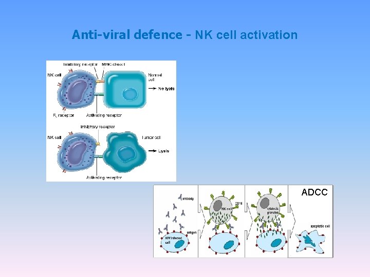 Anti-viral defence - NK cell activation ADCC 