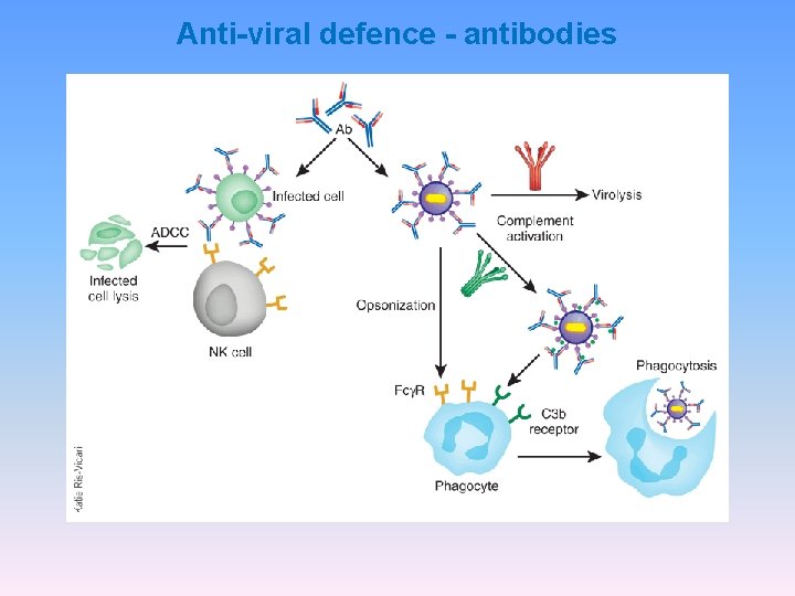 Anti-viral defence - antibodies 