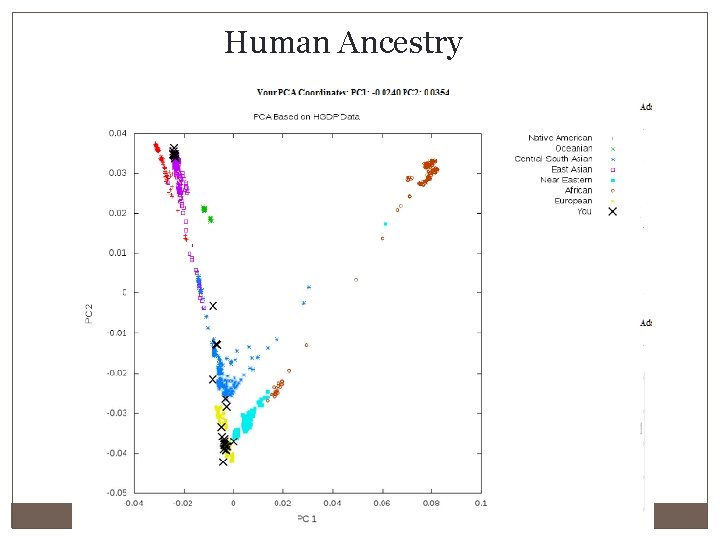 Human Ancestry 
