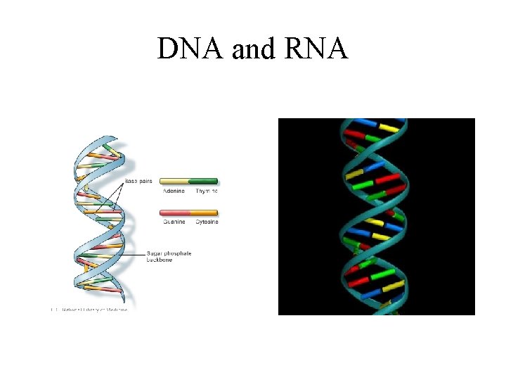 DNA and RNA 
