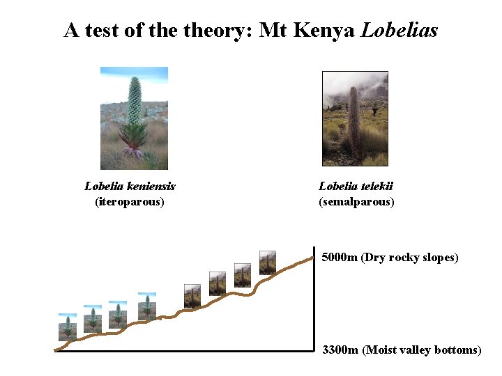 A test of theory: Mt Kenya Lobelias Lobelia keniensis (iteroparous) Lobelia telekii (semalparous) 5000