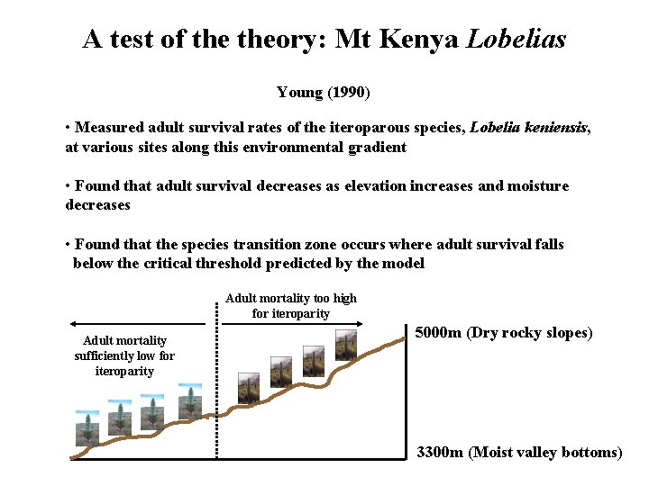 A test of theory: Mt Kenya Lobelias Young (1990) • Measured adult survival rates