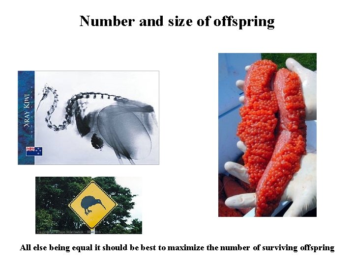 Number and size of offspring All else being equal it should be best to