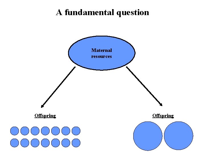 A fundamental question Maternal resources Offspring 