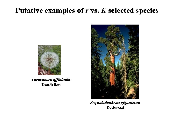 Putative examples of r vs. K selected species Taraxacum officinale Dandelion Sequoiadendron giganteum Redwood