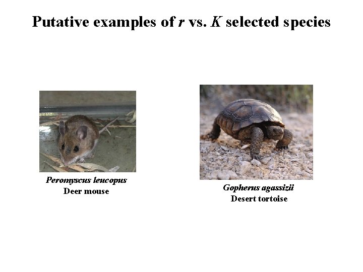 Putative examples of r vs. K selected species Peromyscus leucopus Deer mouse Gopherus agassizii