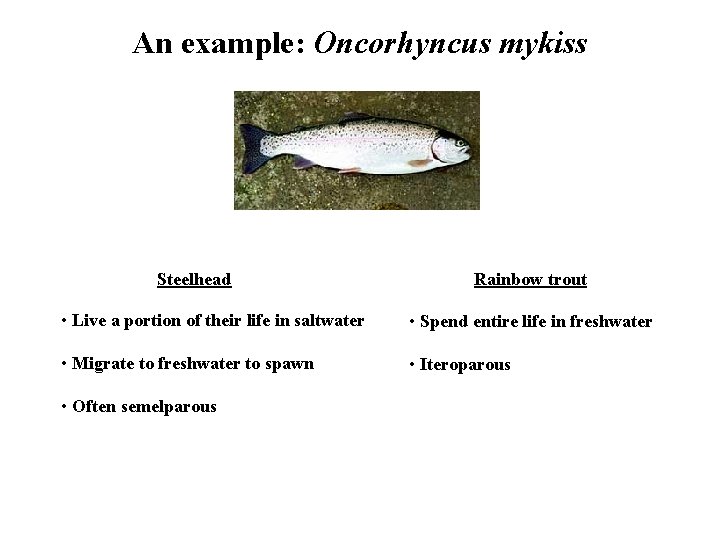 An example: Oncorhyncus mykiss Steelhead Rainbow trout • Live a portion of their life