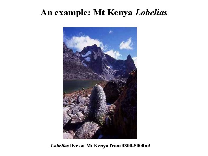An example: Mt Kenya Lobelias live on Mt Kenya from 3300 -5000 m! 