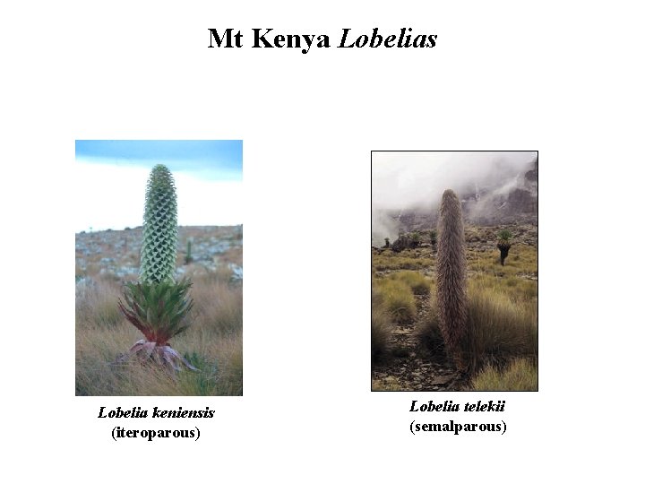 Mt Kenya Lobelias Lobelia keniensis (iteroparous) Lobelia telekii (semalparous) 