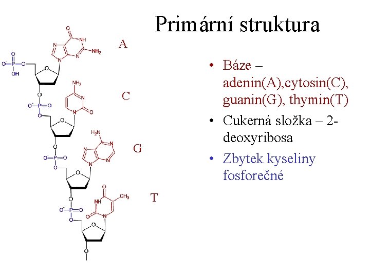 Primární struktura A • Báze – adenin(A), cytosin(C), guanin(G), thymin(T) • Cukerná složka –