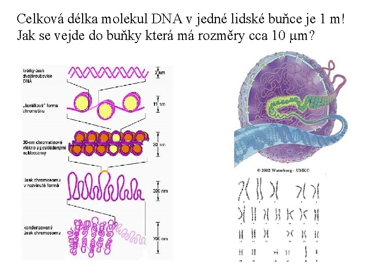 Celková délka molekul DNA v jedné lidské buňce je 1 m! Jak se vejde