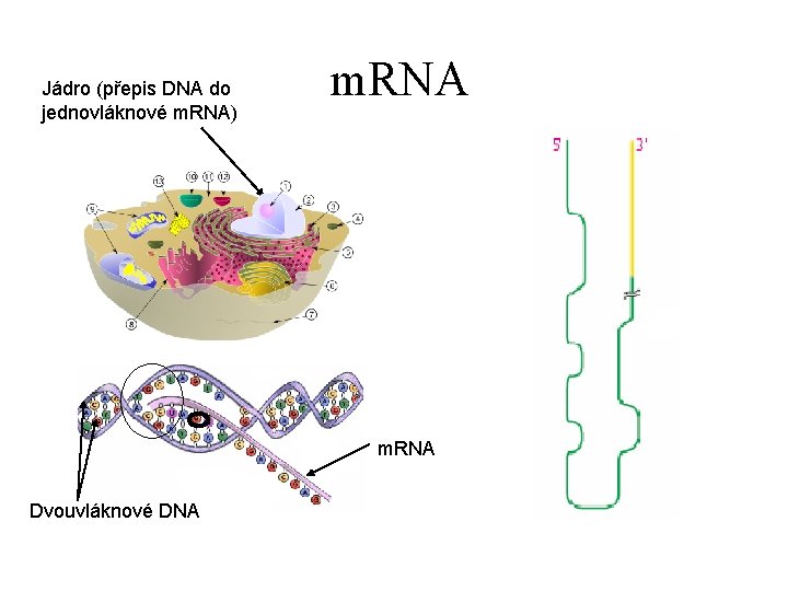 Jádro (přepis DNA do jednovláknové m. RNA) m. RNA Dvouvláknové DNA 