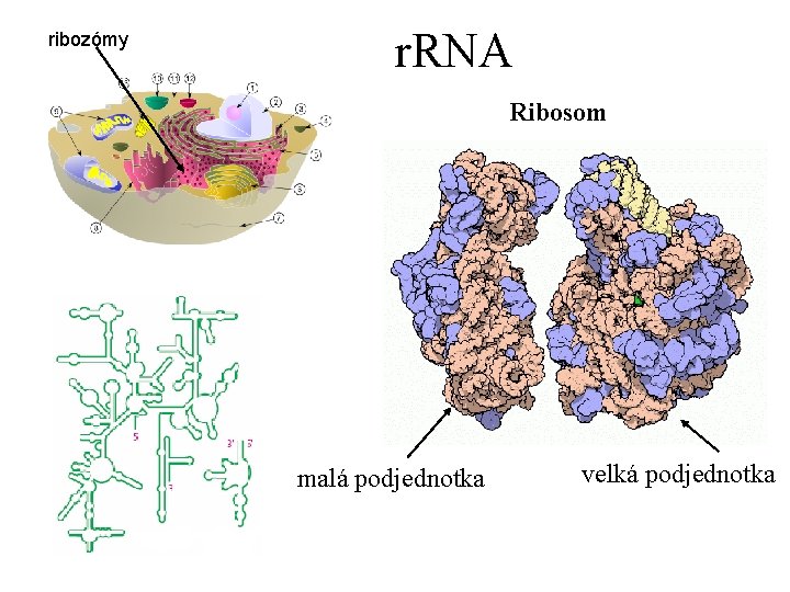 ribozómy r. RNA Ribosom malá podjednotka velká podjednotka 