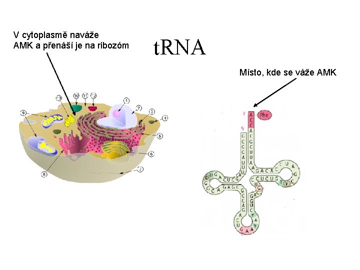 V cytoplasmě naváže AMK a přenáší je na ribozóm t. RNA Místo, kde se