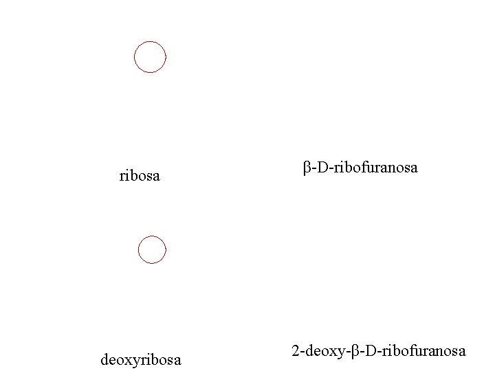 ribosa deoxyribosa β-D-ribofuranosa 2 -deoxy-β-D-ribofuranosa 