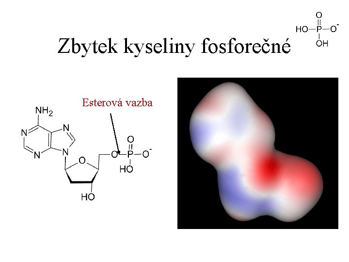 Zbytek kyseliny fosforečné Esterová vazba 