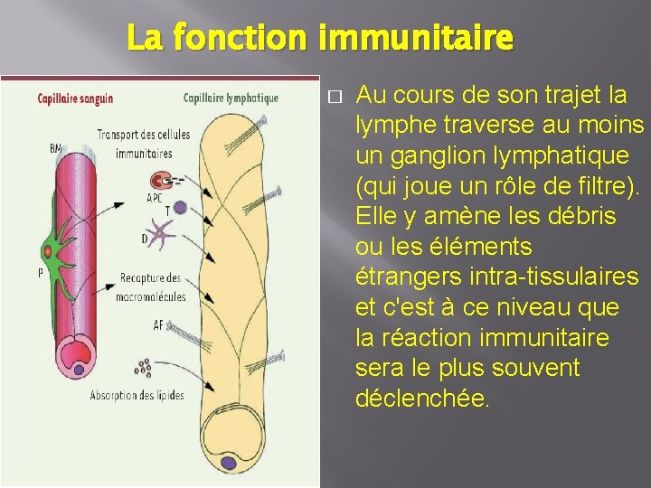 La fonction immunitaire � Au cours de son trajet la lymphe traverse au moins