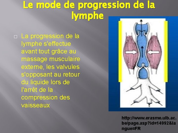 Le mode de progression de la lymphe � La progression de la lymphe s'effectue