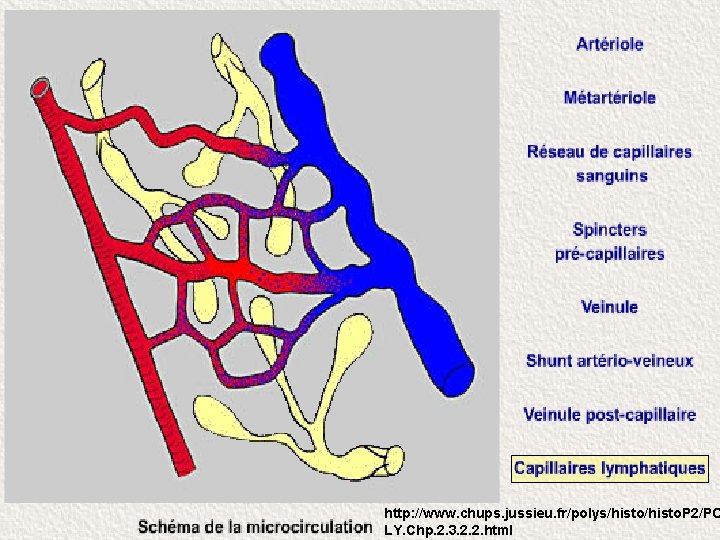 http: //www. chups. jussieu. fr/polys/histo. P 2/PO LY. Chp. 2. 3. 2. 2. html