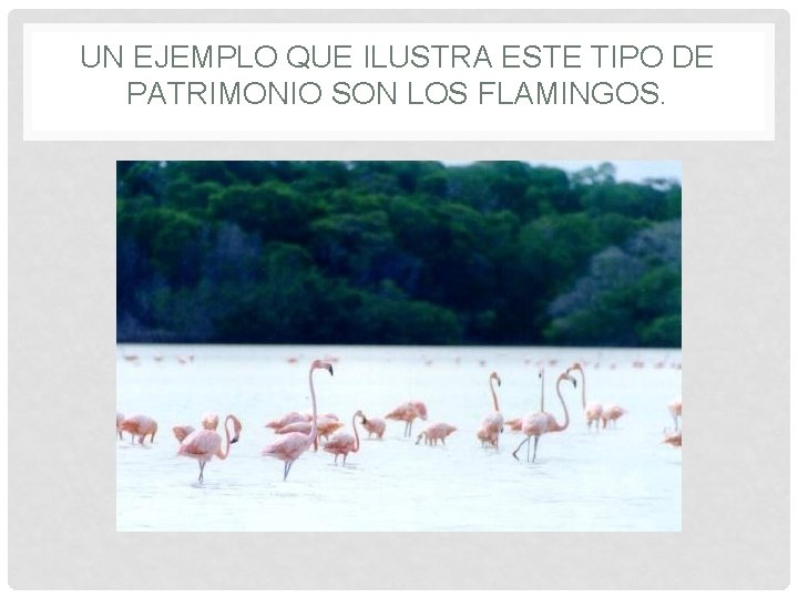 UN EJEMPLO QUE ILUSTRA ESTE TIPO DE PATRIMONIO SON LOS FLAMINGOS. 