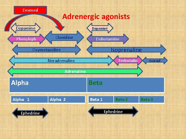 Dexmed Adrenergic agonists Dopamine Phenyleph Dopamine Clonidine Dobutamine Isoprenaline Oxymetazoline Noradrenaline Terbutalin norad Adrenaline