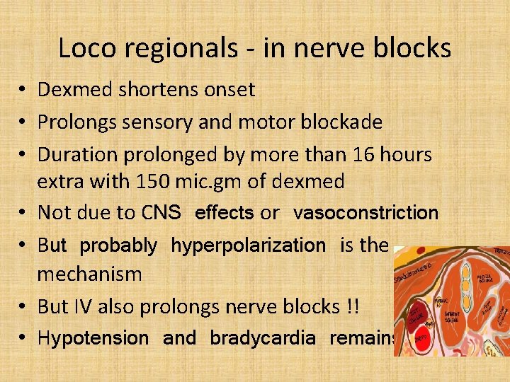 Loco regionals - in nerve blocks • Dexmed shortens onset • Prolongs sensory and