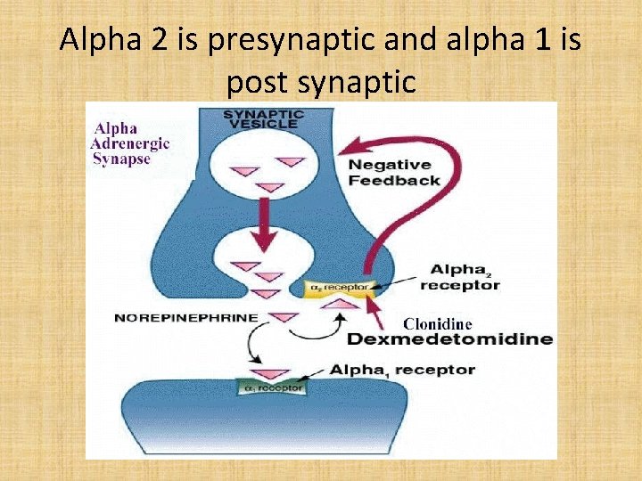 Alpha 2 is presynaptic and alpha 1 is post synaptic 