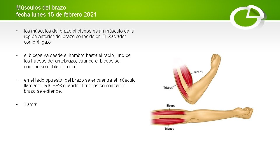 Músculos del brazo fecha lunes 15 de febrero 2021 • los músculos del brazo