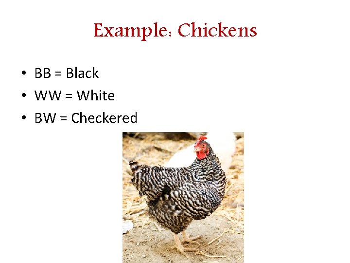 Example: Chickens • BB = Black • WW = White • BW = Checkered