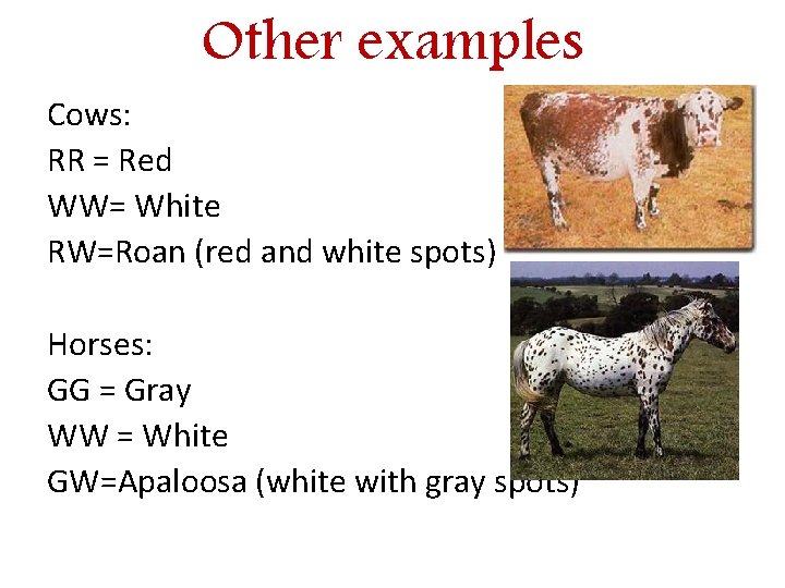 Other examples Cows: RR = Red WW= White RW=Roan (red and white spots) Horses: