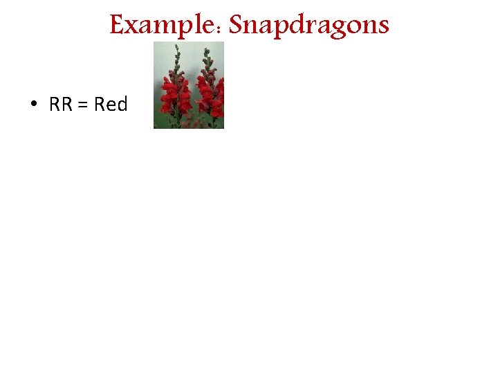Example: Snapdragons • RR = Red 