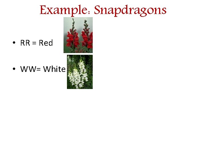 Example: Snapdragons • RR = Red • WW= White 