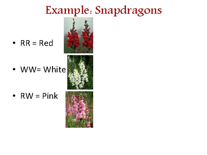 Example: Snapdragons • RR = Red • WW= White • RW = Pink 