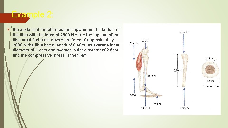 Example 2: the ankle joint therefore pushes upward on the bottom of the tibia Example 2: the ankle joint therefore pushes upward on the bottom of the tibia