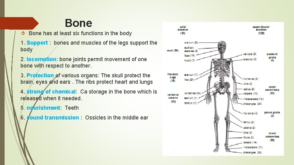 Bone has at least six functions in the body 1. Support : bones and Bone has at least six functions in the body 1. Support : bones and