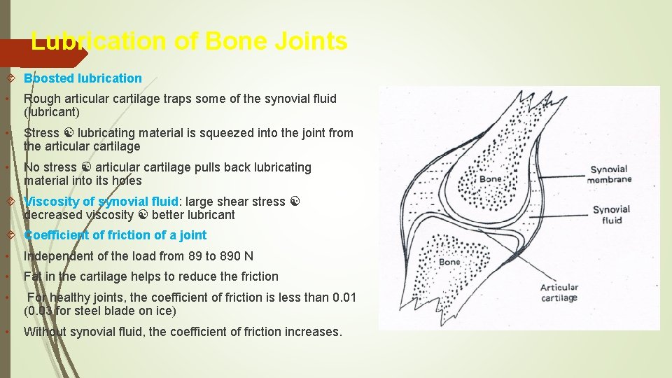 Lubrication of Bone Joints Boosted lubrication • Rough articular cartilage traps some of the Lubrication of Bone Joints Boosted lubrication • Rough articular cartilage traps some of the