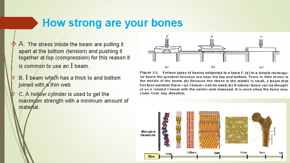 How strong are your bones A. The stress inside the beam are pulling it How strong are your bones A. The stress inside the beam are pulling it